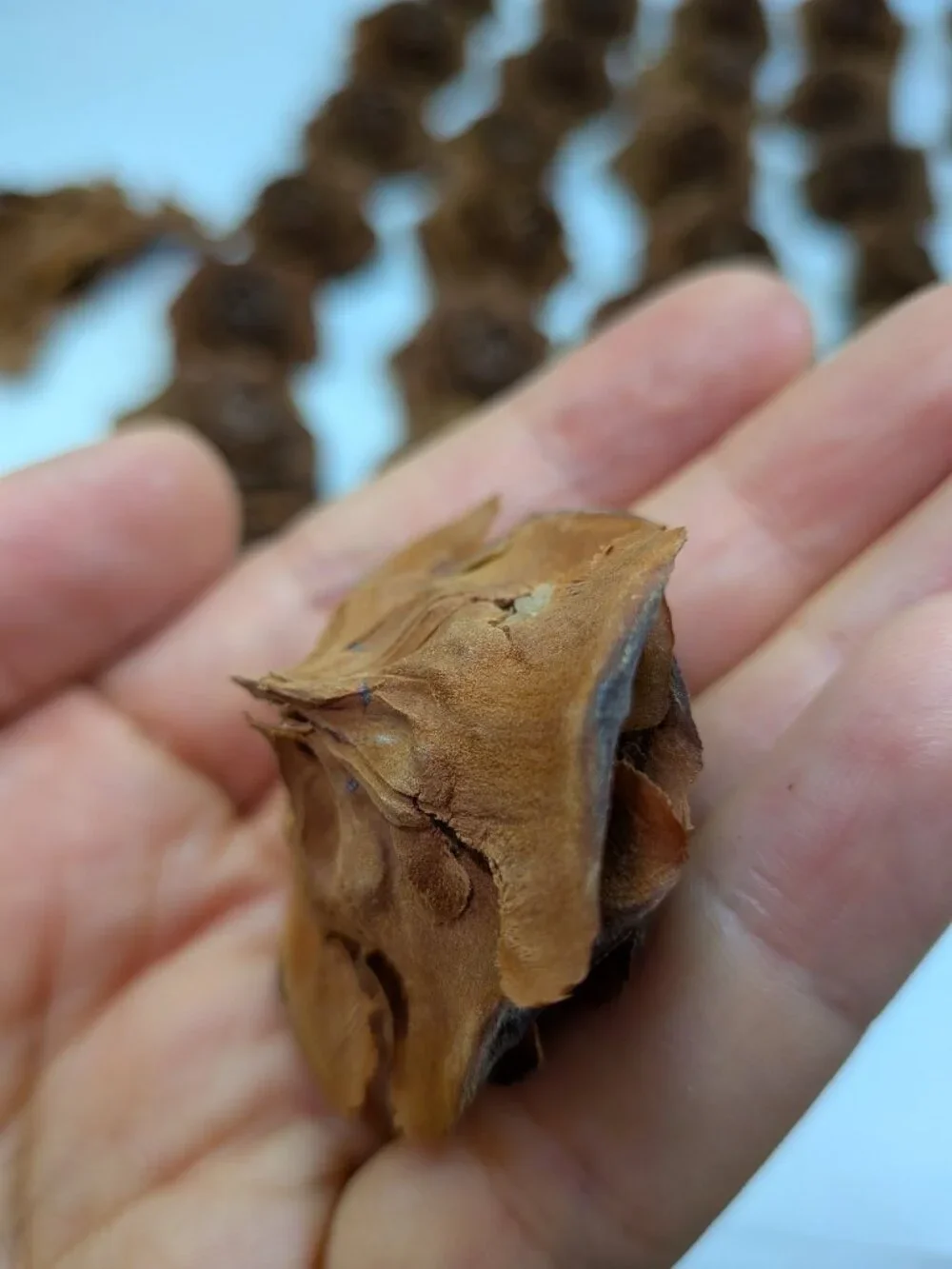 30 Real Cedar Rose Cones Natural Wooden Flowers Crafting & Wreath Supply